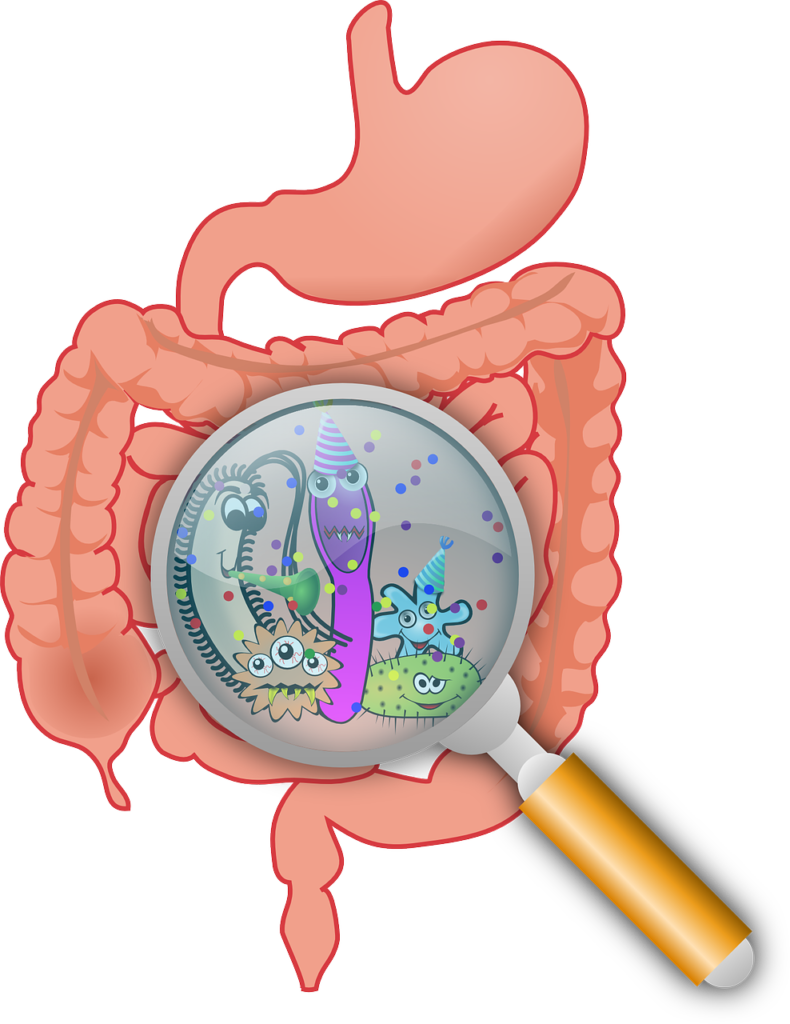 Microbiote ou flore intestinale